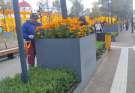 Toluca se viste de amarillo y se llena del olor de la tradición con 18 mil macetas de cempasúchil